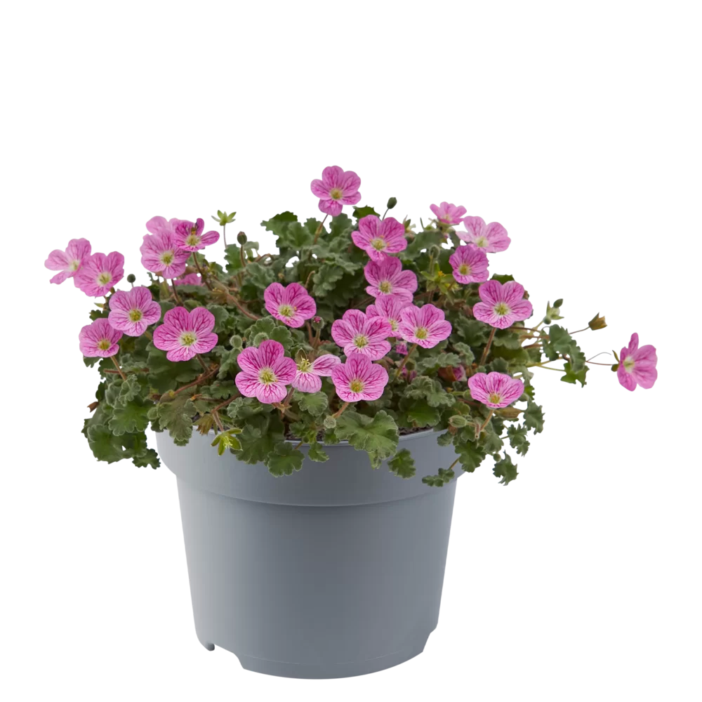 Erodium variabile Bishop`s Form